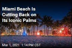 Miami Beach Is Cutting Back on Its Iconic Palms