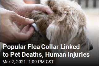 Watchdog Raises Alarm About Popular Flea Collar