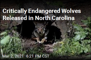 2 Endangered Wolves Released in North Carolina