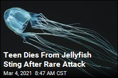 Teen Dies From Jellyfish Sting After Rare Attack