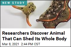 Researchers Discover Animal That Can Shed Its Whole Body