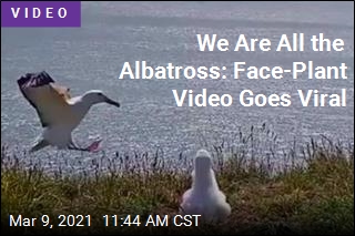 We Are All the Albatross: Face-Plant Video Goes Viral