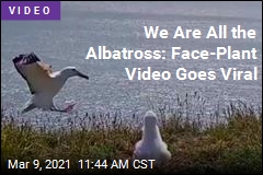 We Are All the Albatross: Face-Plant Video Goes Viral