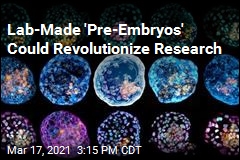 Lab-Made &#39;Pre-Embryos&#39; Could Revolutionize Research