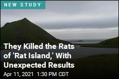 They Killed the Rats of &#39;Rat Island,&#39; With Unexpected Results