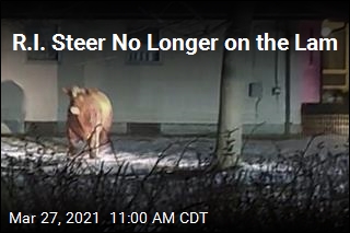 Steer That Escaped Slaughter Is Back in Custody