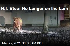 Steer That Escaped Slaughter Is Back in Custody