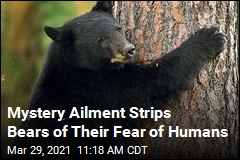 Ailment Makes Bears Fearless Around Humans