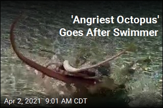 Swimmer Battered by &#39;Angriest Octopus&#39;