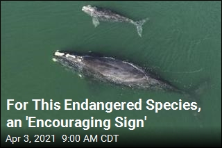 For This Endangered Species, an &#39;Encouraging Sign&#39;