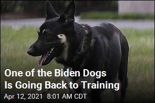 For One Biden Dog, It&#39;s Back to School