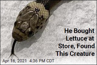 His Lettuce Came With Unwanted Extra: Venomous Snake