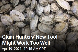 New Tool for Clam Hunters Might Be Too Effective