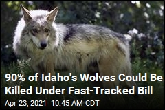 90% of Idaho&#39;s Wolves Could Be Killed Under Fast-Tracked Bill