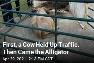 First, a Cow Held Up Traffic. Then Came the Alligator