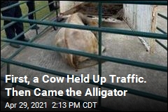 First, a Cow Held Up Traffic. Then Came the Alligator