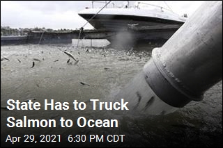 State Has to Truck Salmon to Ocean