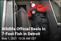 Wildlife Official Reels In 7-Foot Fish in Detroit