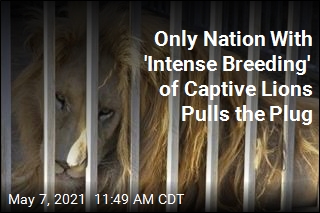 In South Africa, a &#39;Courageous Decision&#39; on Captive Lions