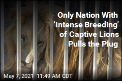 In South Africa, a &#39;Courageous Decision&#39; on Captive Lions