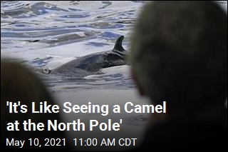 &#39;It&#39;s Like Seeing a Camel at the North Pole&#39;
