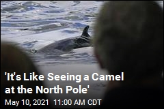 &#39;It&#39;s Like Seeing a Camel at the North Pole&#39;