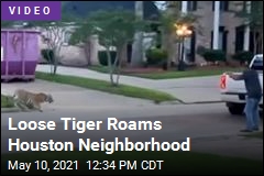 Loose Tiger Roams Houston Neighborhood