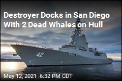 Destroyer Docks in San Diego With 2 Dead Whales on Hull