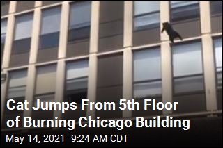 Cat Jumps From 5th Floor of Burning Chicago Building