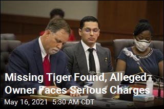 Missing Tiger Found, Alleged Owner Faces Serious Charges