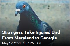 Strangers Take Injured Bird From Maryland to Georgia