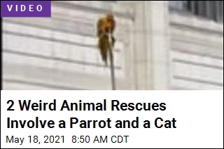 Weird Rescues: Parrot on a Ledge, Cat in a Maserati