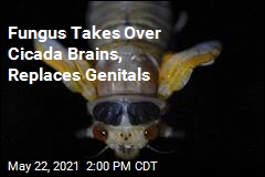 Fungus Turns Cicadas Into Sex-Crazed Zombies