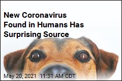 New Coronavirus May Be Sickening People. It&#39;s Coming From Dogs