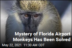 Airport Monkeys Descended From Daring Escape Artists
