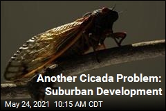Some Cicada Broods Going Extinct, Thanks to Sprawl