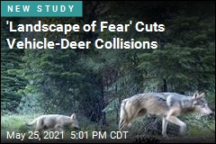 Deer-Vehicle Collisions Drop When Wolves Move In