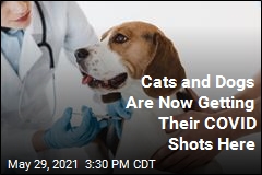 Russia Now Vaccinating Animals for COVID