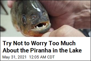 Try Not to Worry Too Much About the Piranha in the Lake