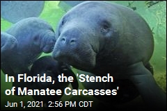 In Florida, Manatees Are &#39;Rotting Along the Waterways&#39;