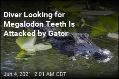 Diver Looking for Shark Teeth Is Bitten by Gator