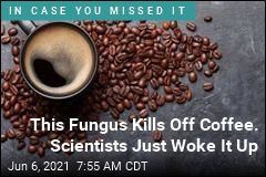 Scientists &#39;Reanimate&#39; Killer Fungus to Save Our Coffee