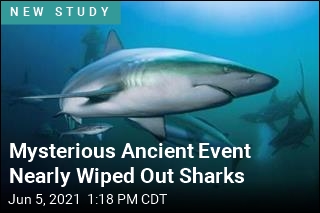 Mysterious Ancient Event Nearly Wiped Out Sharks