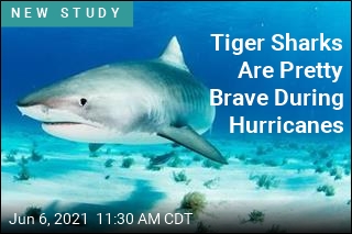Tiger Sharks Are Pretty Brave During Hurricanes