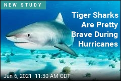 Tiger Sharks Are Pretty Brave During Hurricanes