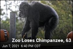 63-Year-Old Chimpanzee Dies
