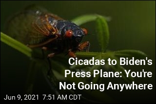 First a Cicada Car Invasion. Now, Biden&#39;s Press Plane