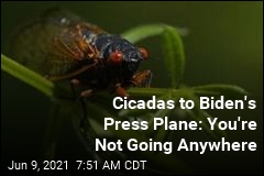 First a Cicada Car Invasion. Now, Biden&#39;s Press Plane