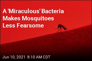 &#39;Miraculous&#39; Bacteria Slashes Dengue Cases 77%