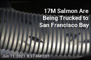 17M Salmon Are Being Trucked to San Francisco Bay